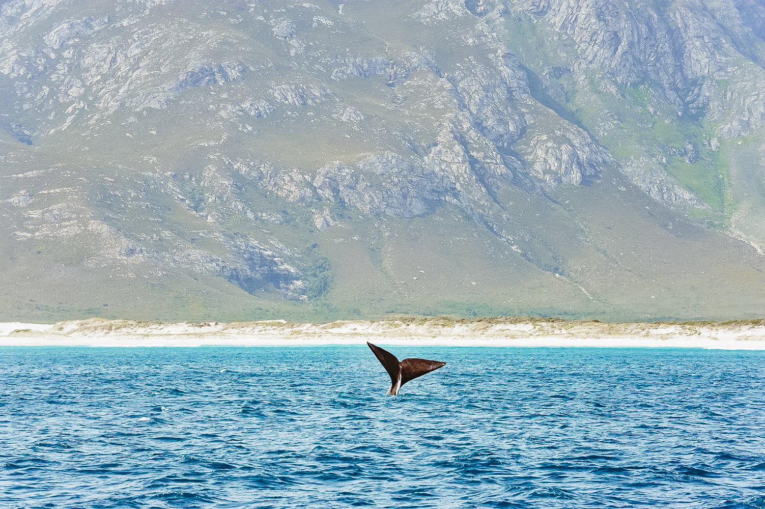 Hermanus: Whale and Dolphin Watching Boat Trip