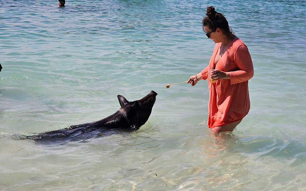 Nassau: Snorkeling, Pig Beach, Swim with Turtles, and Lunch